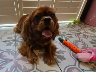 Cavalier King Charles Spaniel dogs 2 year old ruby cavalier King Charles Spaniel - Advert 14