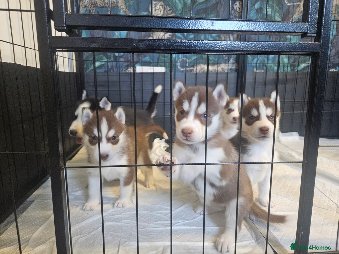 Siberian Husky dogs for sale: Gorgeous Litter of Husky Puppies - Image 9