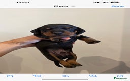 Miniature Dachshund dogs for stud: PROVEN-KC STUD minature smooth haired dachshund in Catterick Garrison - Image 17