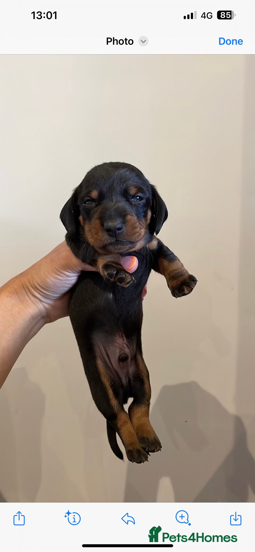 Miniature Dachshund dogs for stud: PROVEN-KC STUD minature smooth haired dachshund in Catterick Garrison - Image 17