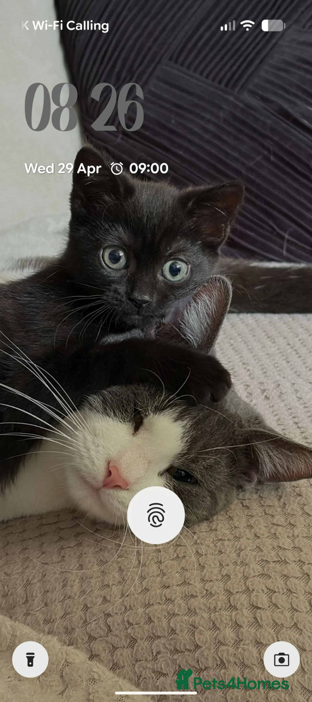 Domestic Shorthair cats for sale: My baby's  - Advert 7