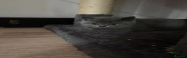 British Shorthair Orange collar