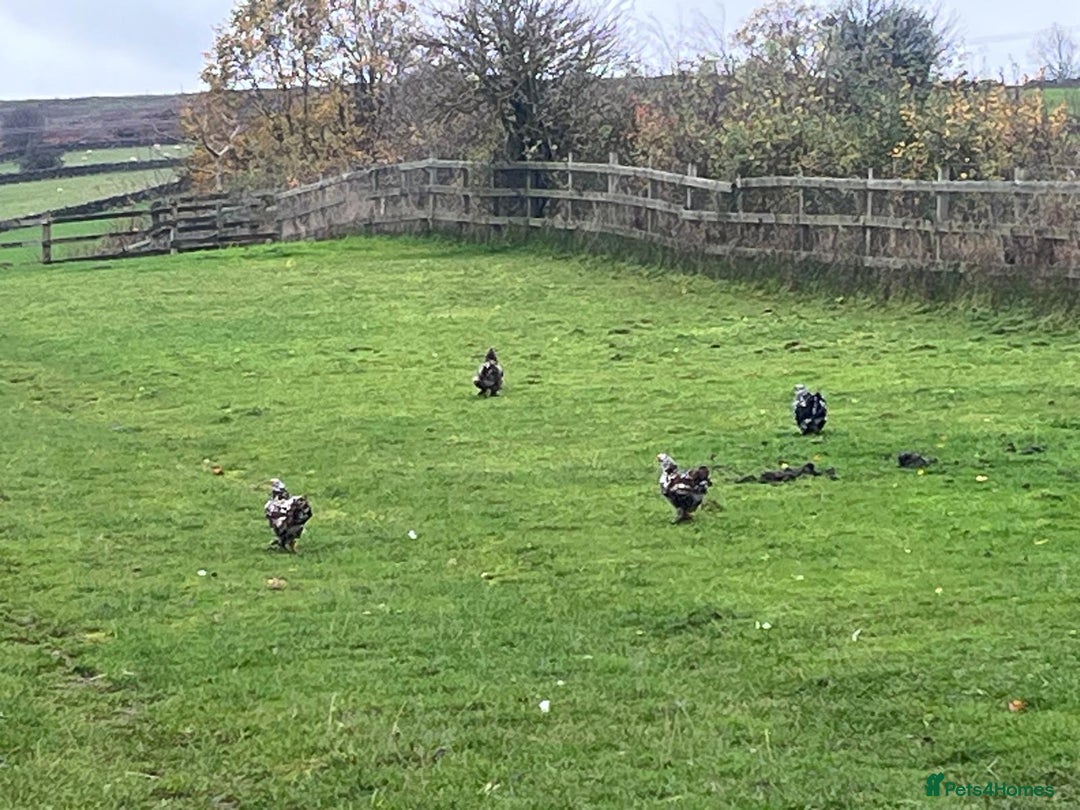 Ducks poultry for sale: Pekin Ducks, Pekin/Runner Ducks and Pekin Bantams - Advert 10