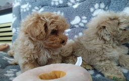 Maltipoo dogs for sale:  Maltipoo puppies  mix litter - Image 25