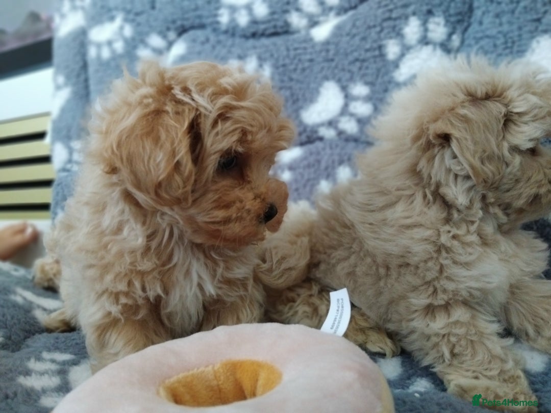 Maltipoo dogs for sale:  Maltipoo puppies  mix litter - Image 25