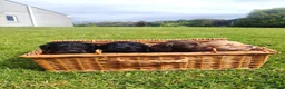 Cocker Spaniel dogs for sale: READY NOW Cocker Spaniel Pup 🩷🐶 - Advert 6