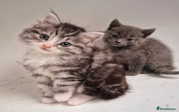 Persian cats for sale: ⭐️Beautiful Persian X Kittens⭐️ - Image 1