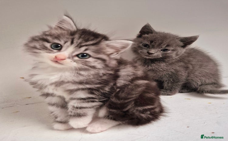 Persian cats - Advert 6