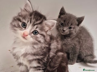 Persian cats - Advert 2