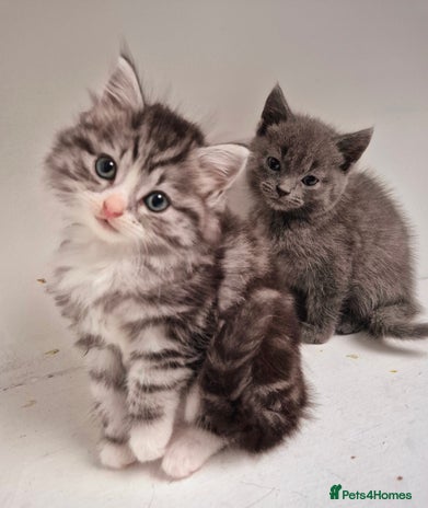 Persian cats - Advert 2