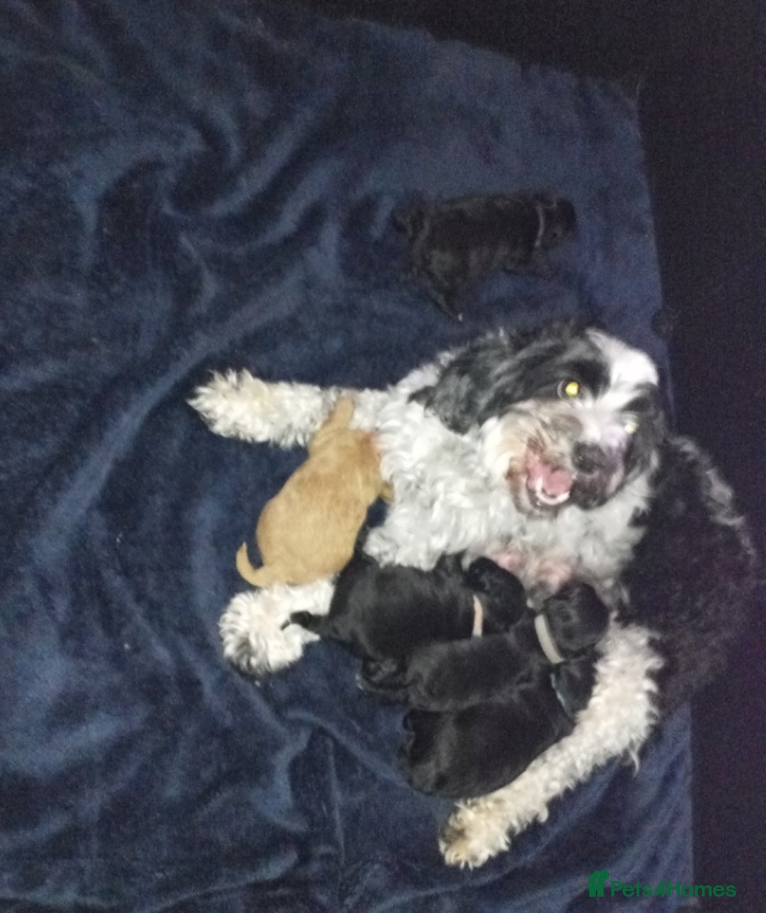 Cockapoo dogs for sale: Fb1 cockapoos puppies - Image 9