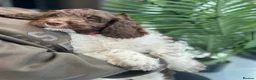 Cockapoo dogs for sale: F2 beautiful cockapoo puppies  in Leamington Spa - Advert 17