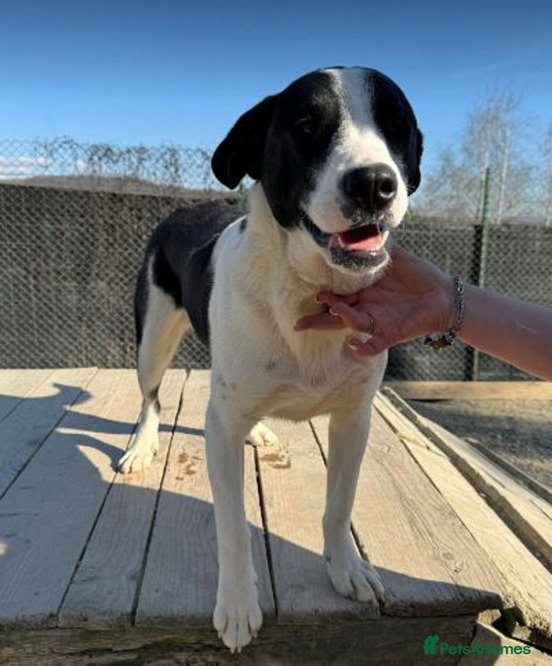 Mixed Breed dogs for adoption: LUCA – TWO YEARS WAITING FOR SOMEONE TO CARE 🐾 - Image 7