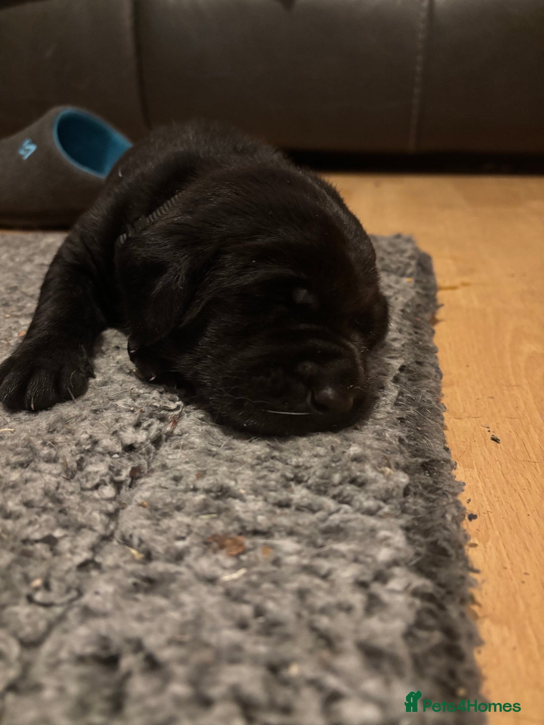 Mixed Breed dogs for sale: 1/4 Dalmatian x 3/4 Labrador  - Advert 12