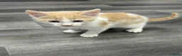 Mixed Breed cats for sale: Kittens  - Advert 4
