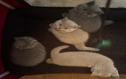 British Shorthair cats for sale: 💙GCCF MALE BSH KITTENS OUTSTANDING CHAMPION LINES - Image 27