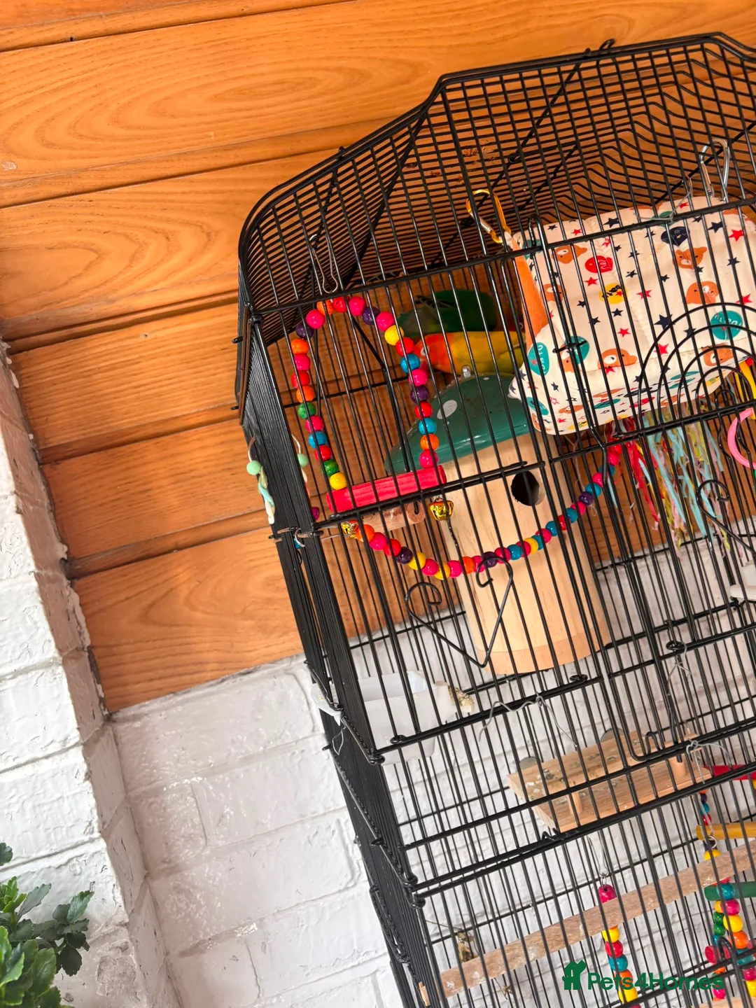 Lovebirds birds for sale: * Male & Female Lovebirds + Full Setup in Bradford - Advert 2