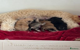 Mixed Breed dogs for sale: Beautiful Froodle pups dad pink carrier - Image 18