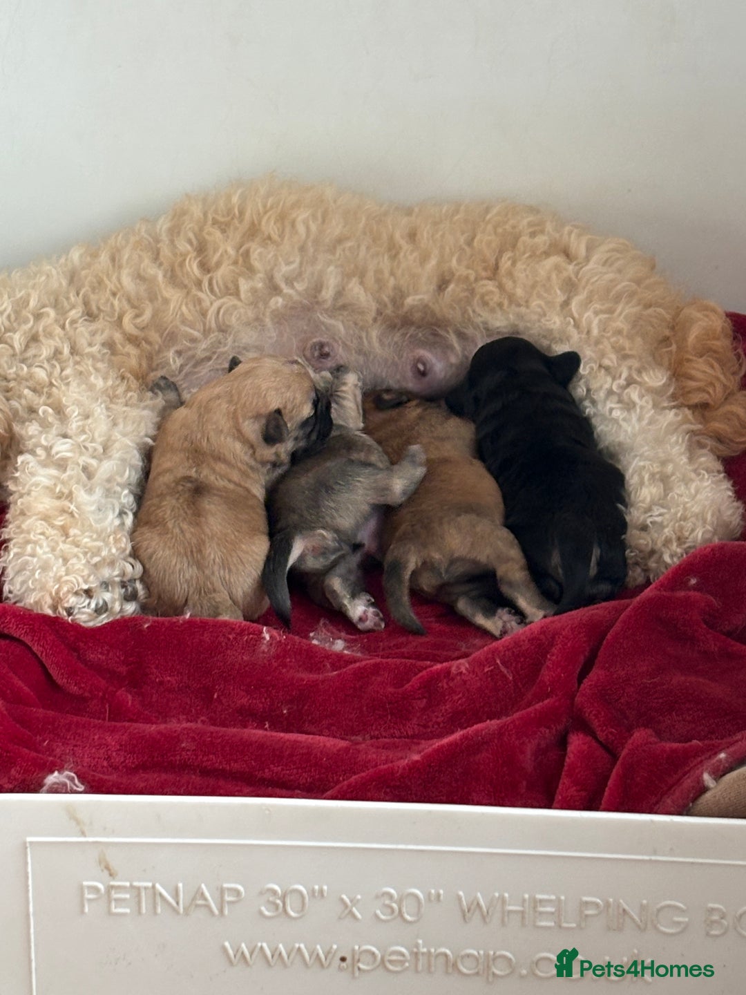 Mixed Breed dogs for sale: Beautiful Froodle pups dad pink carrier - Image 18