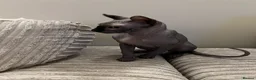 Sphynx cats for sale: Sphynx in Peterhead - Advert 1