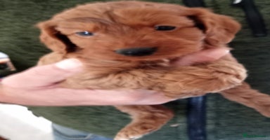 Cockapoo dogs - Advert 2