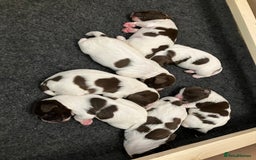 English Springer Spaniel dogs for sale: English Springer Spaniel puppies (2 lovely boys) - Image 2