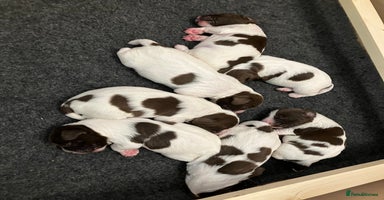 English Springer Spaniel dogs - Advert 12
