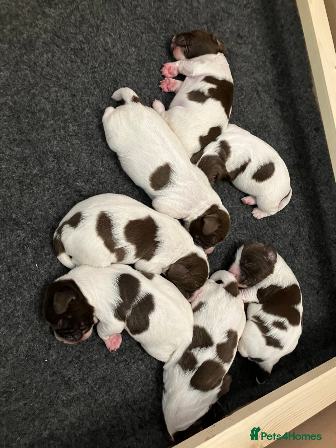 English Springer Spaniel dogs for sale: English Springer Spaniel puppies (2 lovely boys) - Image 2