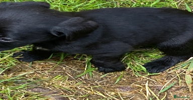 Labrador Retriever dogs - Advert 2