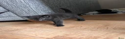 Mixed Breed cats for sale: 2 beautiful male kittens for sale  - Advert 4