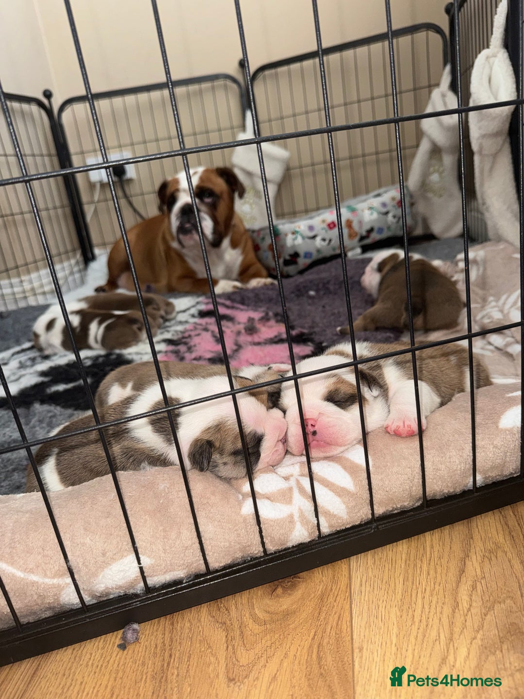 English Bulldog dogs for sale: Stunning English bulldog puppies  - Advert 4