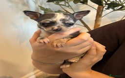Chihuahua dogs for sale: 3 female and 1 male chihuahua puppies.  - Image 10