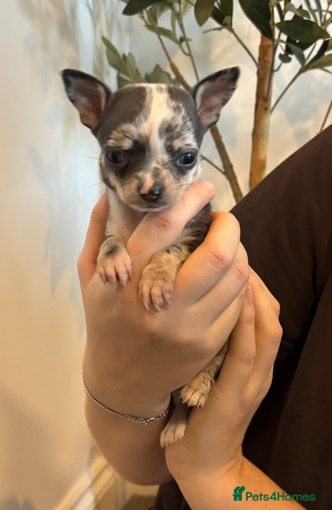Chihuahua dogs for sale: 3 female and 1 male chihuahua puppies.  - Image 10