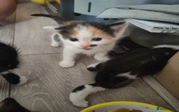 Mixed Breed cats for sale: Gorgeous friendly kittens - Image 5