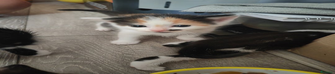 Calico female
