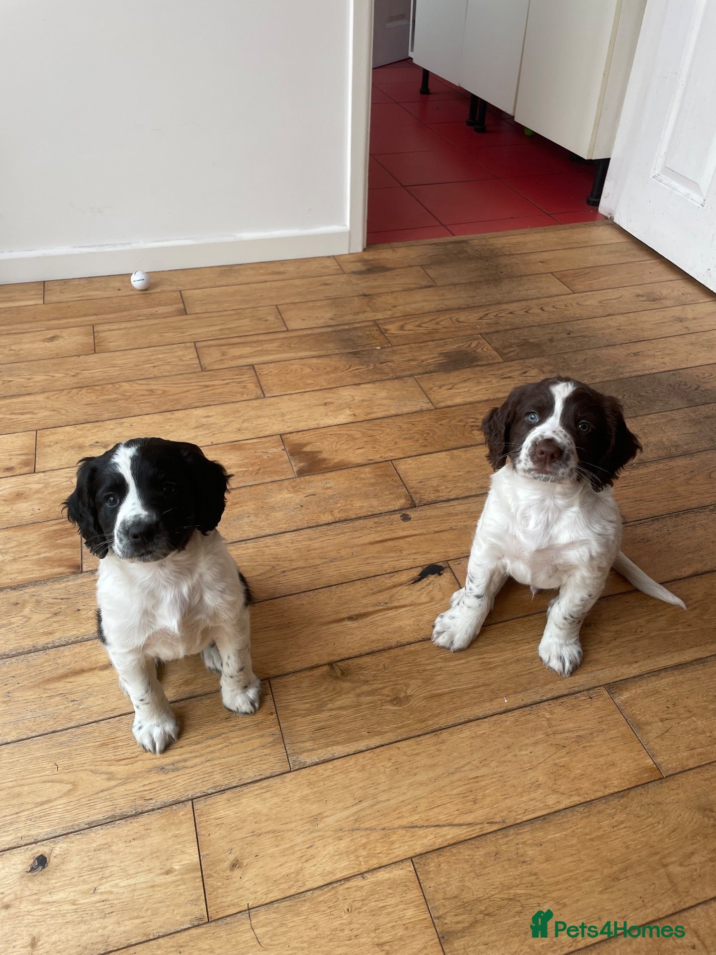 Sprocker dogs Sprocker spaniel puppies for sale - Advert 5