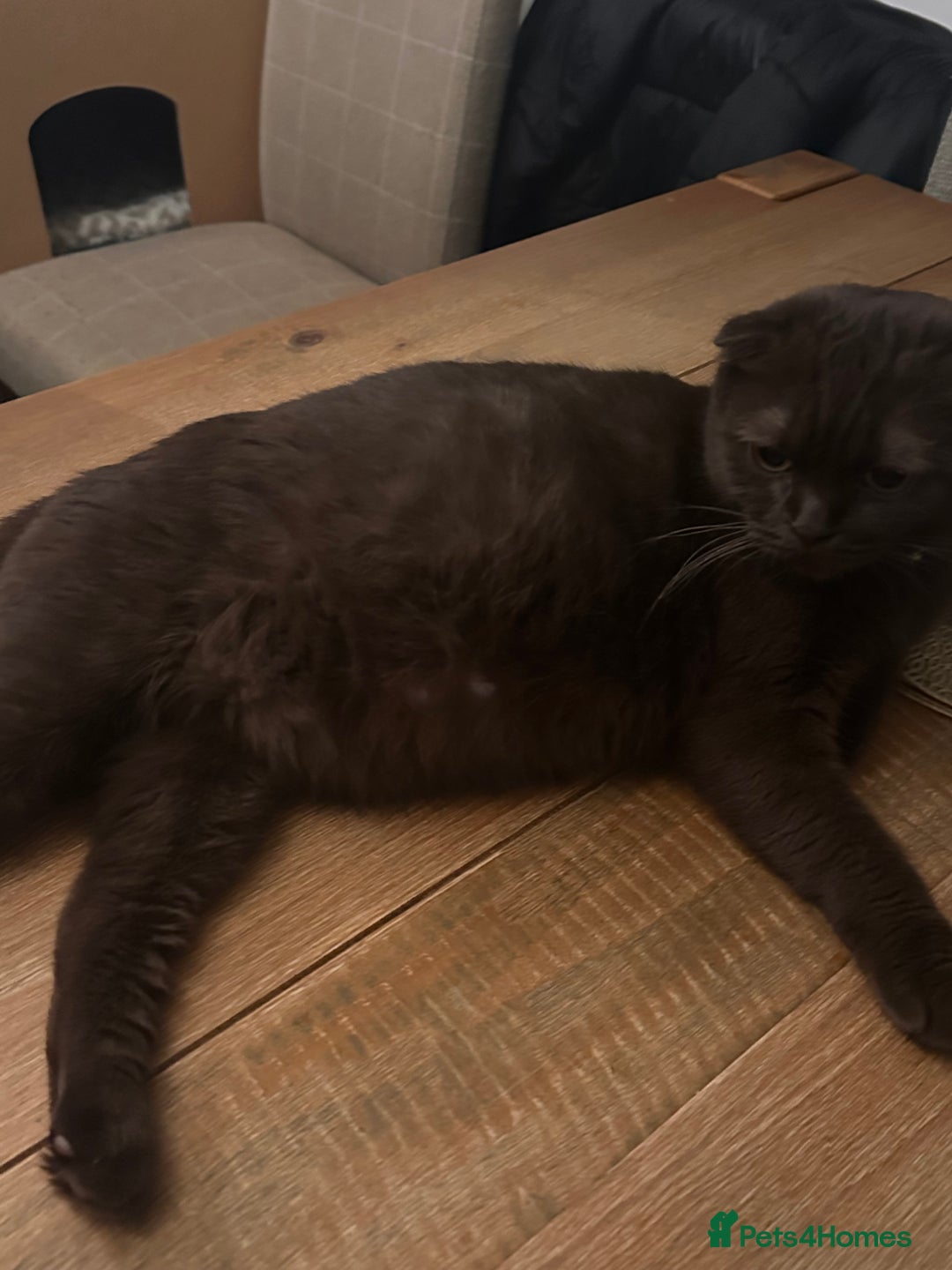 Scottish Fold cats for sale: Adorable Scottish Fold kittens, chocolate & Blue❤️ - Advert 10