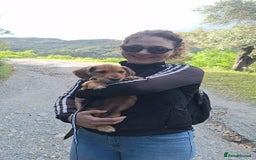 Mixed Breed dogs for sale: Test Advert: Mixed breed pup - Image 2