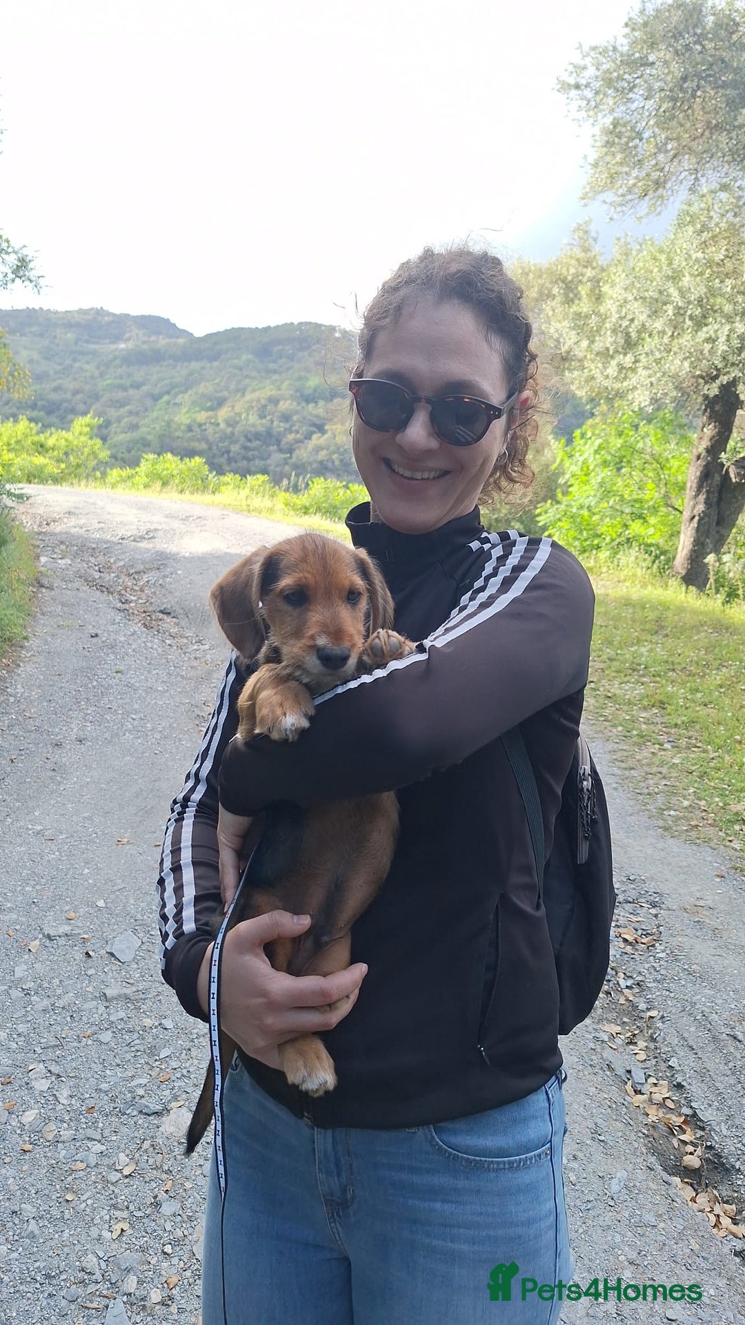 Mixed Breed dogs for sale: Test Advert: Mixed breed pup - Image 2