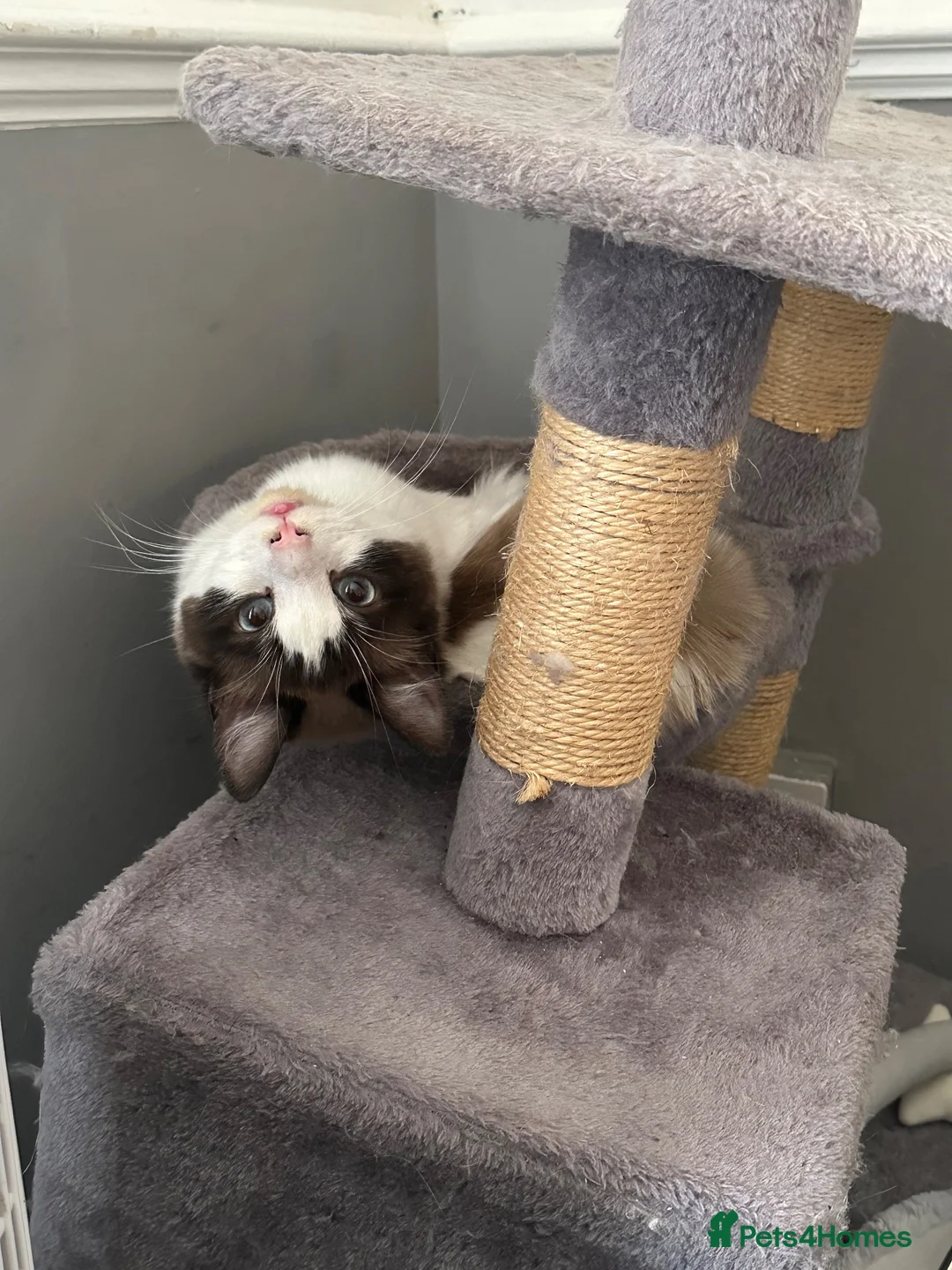 Ragdoll cats for sale: Ragdoll - Advert 3