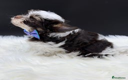 Yorkshire Terrier dogs for sale:  Ready to go Exotic Colourful Yorkshire Terriers - Advert 25