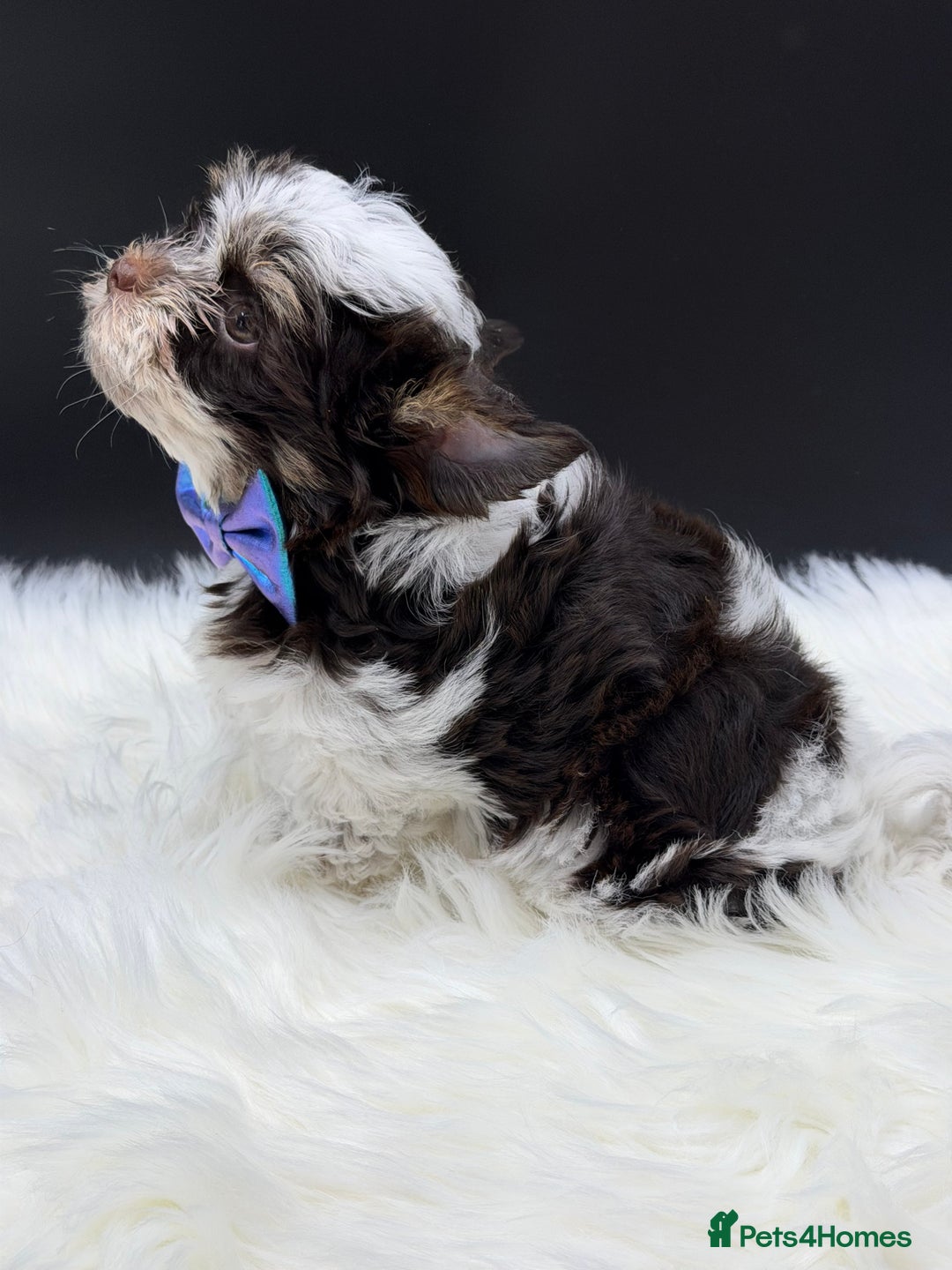 Yorkshire Terrier dogs for sale:  Ready to go Exotic Colourful Yorkshire Terriers - Advert 25