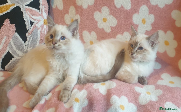 Ragdoll cats Stunning GCCF Chocolate Lynx Ragdoll Kittens. - Advert 4