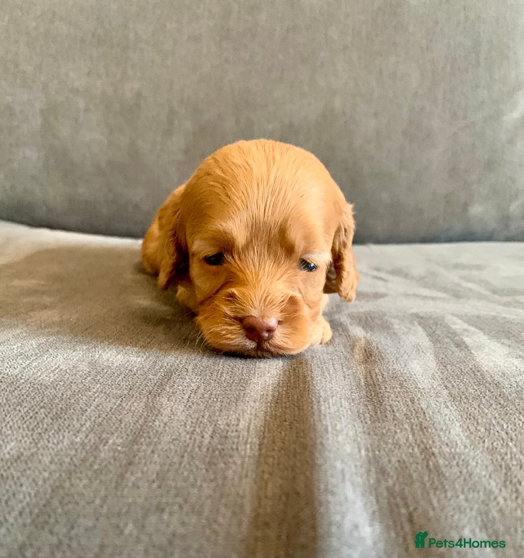 Cockapoo dogs for sale: Cockapoo - Advert 26