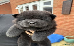 Chow Chow dogs for sale: 🐾Chow Chow Boy Pup – KC Registered Dad Bloodline - Image 8