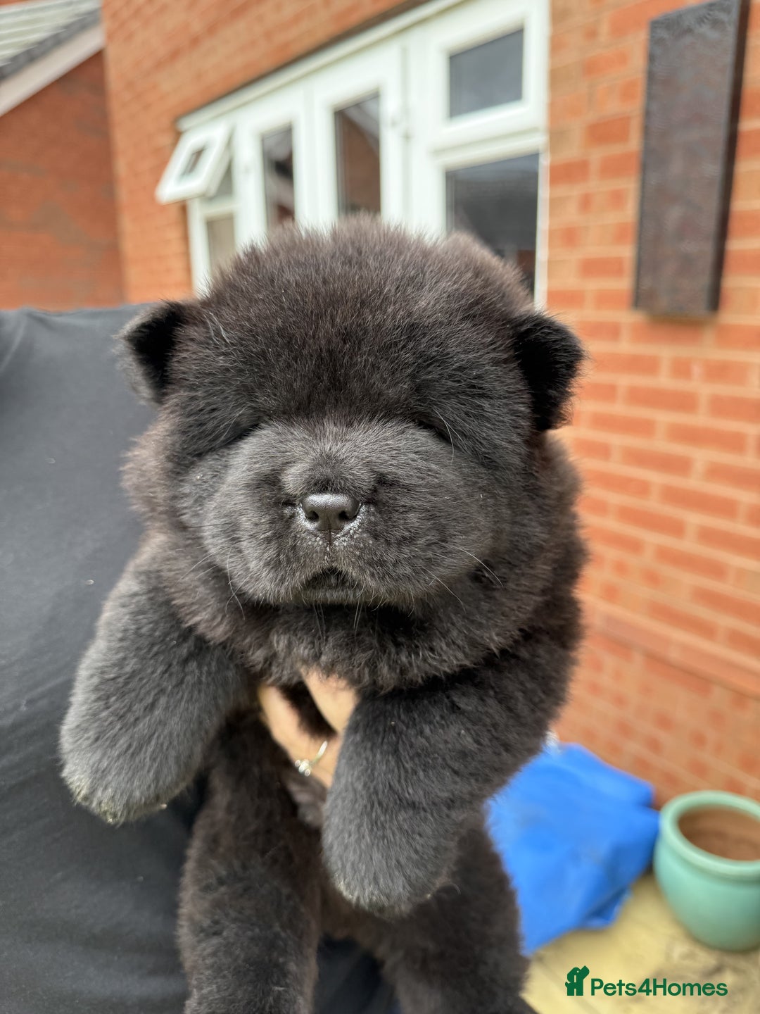 Chow Chow dogs for sale: 🐾Chow Chow Boy Pup – KC Registered Dad Bloodline - Image 8