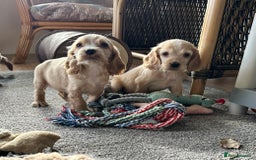 Cocker Spaniel dogs for sale: Beautiful gold cocker puppies - Image 9