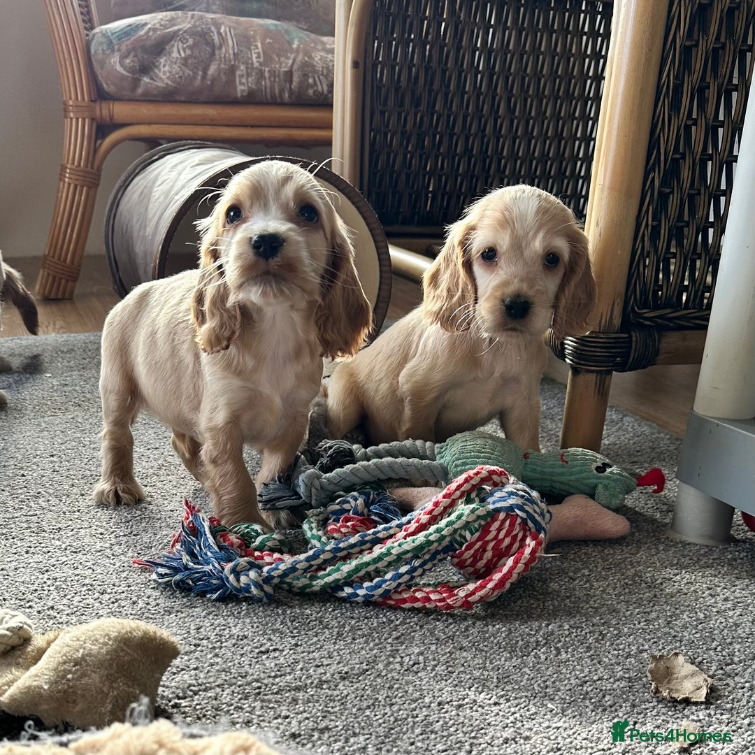 Cocker Spaniel dogs for sale: Beautiful gold cocker puppies - Image 9
