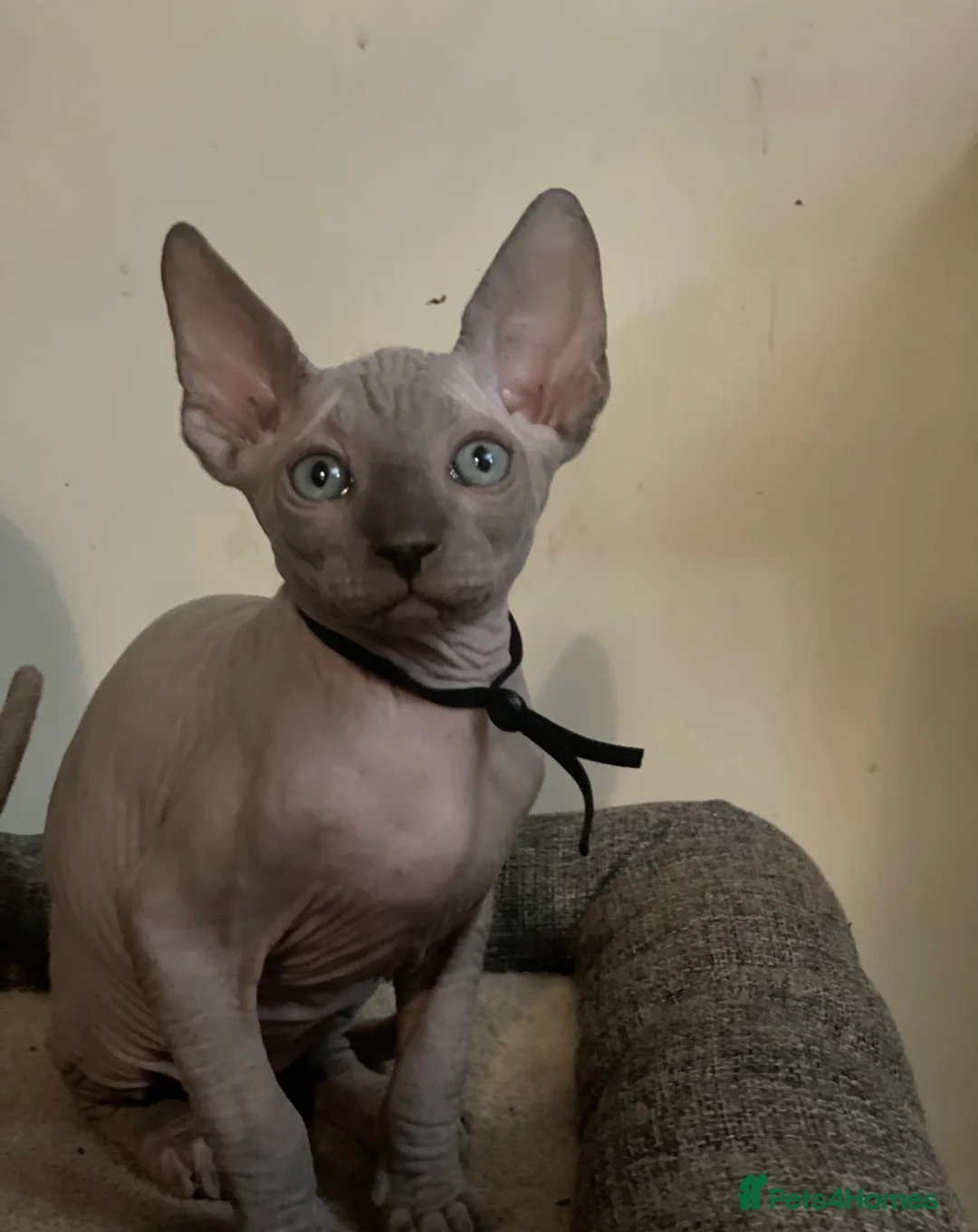 Sphynx cats for sale: Amazing Sphynx & Elf Kittens  - Advert 14