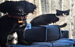 Mixed Breed cats for sale: Cute kittens for sale  - Image 4
